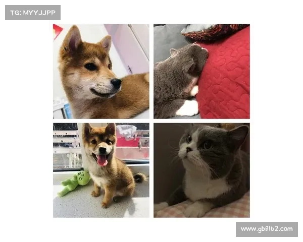 波克比的奇妙成长之路与不断变化的温暖陪伴 波克比的奇妙成长之路与不断变化的温暖陪伴